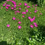 Au Calme A Bed & Breakfast Montpellier