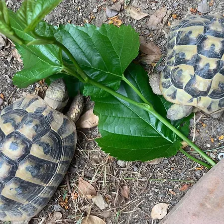 Bed & Breakfast Au Calme A *