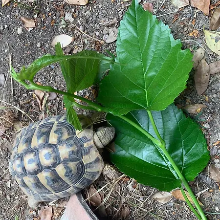 Au Calme A Montpellier