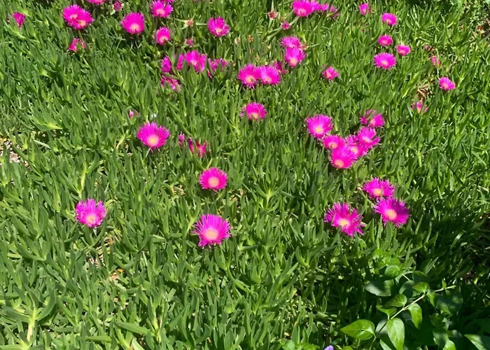 Au Calme A Bed & Breakfast Montpellier