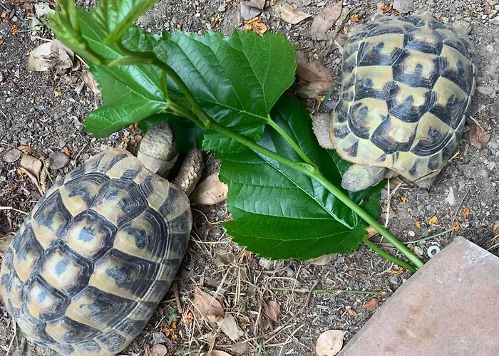 Bed & Breakfast Au Calme A *