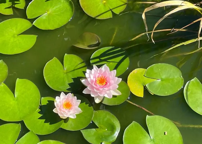 Au Calme A Bed & Breakfast Montpellier