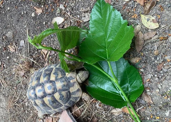 Au Calme A Montpellier